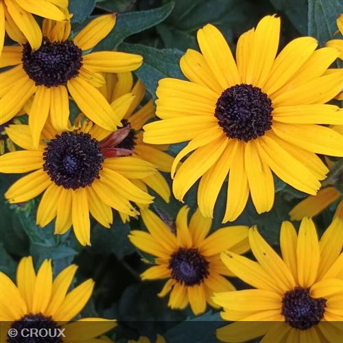 RUDBECKIA fulgida 'Godlsturm'