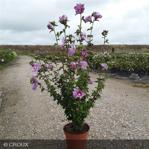 HIBISCUS syriacus 'Eruption®'