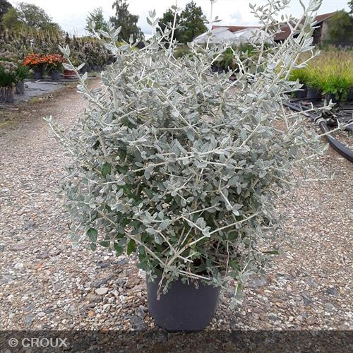 TEUCRIUM fruticans 'Selection Erecta'