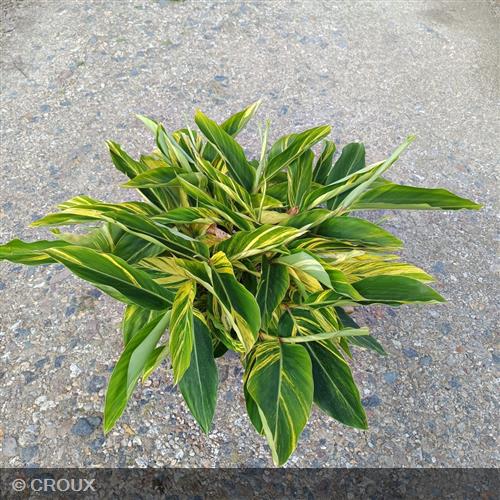 ALPINIA zerumbet 'Variegata'