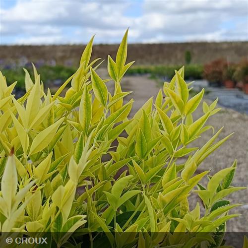 NANDINA domestica 'Magical® Lemon Lime'