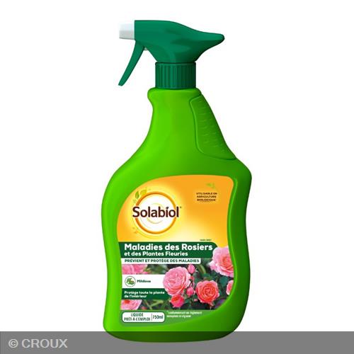 TRAITEMENT des maladies des rosiers traitement des maladies des rosiers
