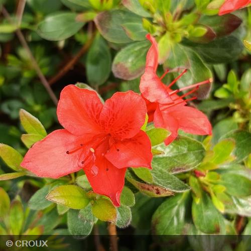 AZALEA japonica 'Orange Beauty'