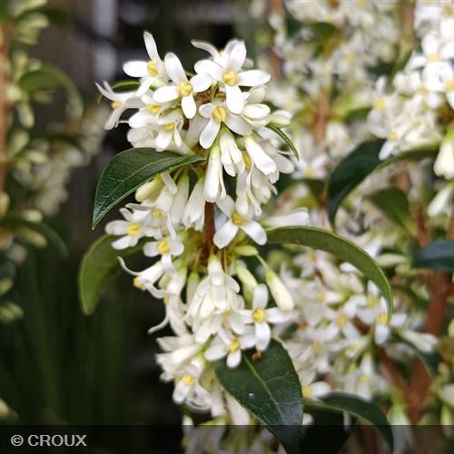 OSMANTHUS x burkwoodii