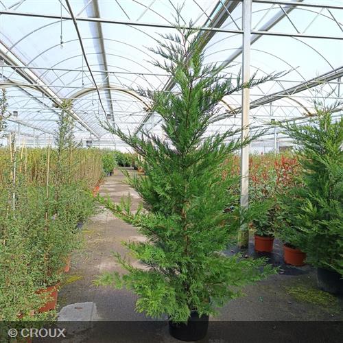 CUPRESSOCYPARIS leylandii 'Oger'