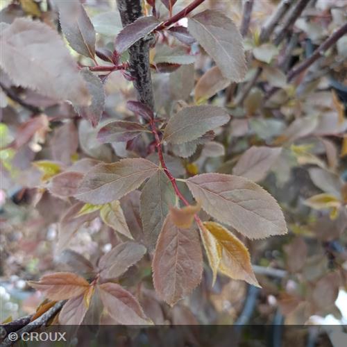 PRUNUS cerasifera 'Nigra'