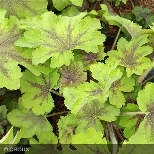 HEUCHERELLA 'Art Nouveau®'