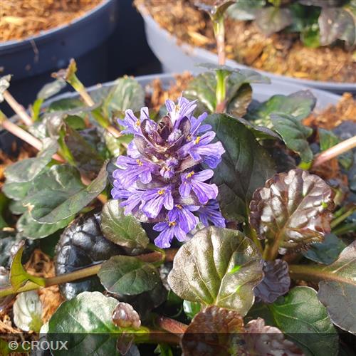 AJUGA reptans 'Black Scallop'