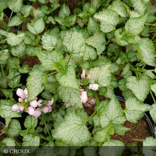 LAMIUM maculatum 'Pink Pewter'