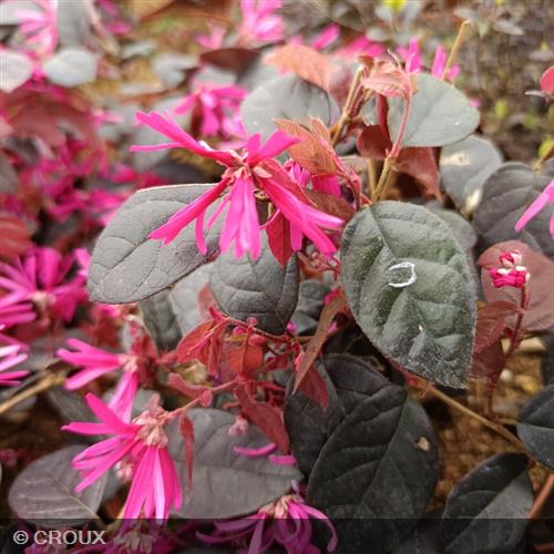 LOROPETALUM chinense 'Fire Dance'