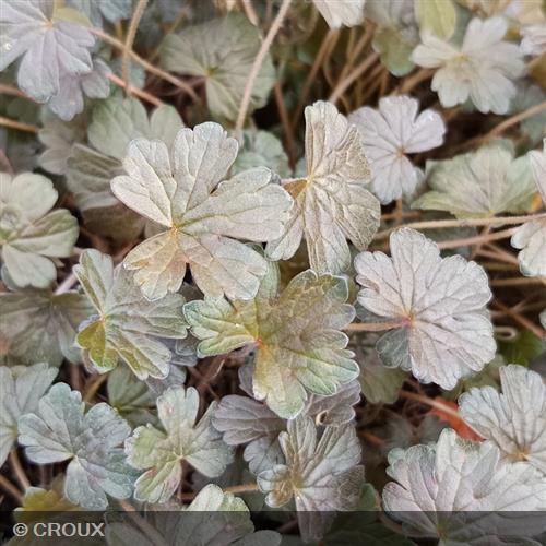 GERANIUM oxonianum 'Sanne'