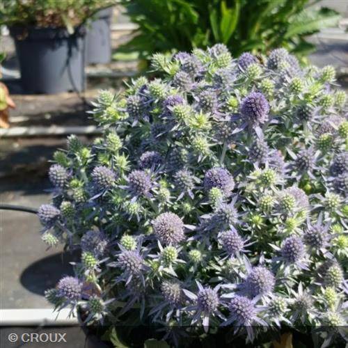 ERYNGIUM planum 'Blauer Zwerg'