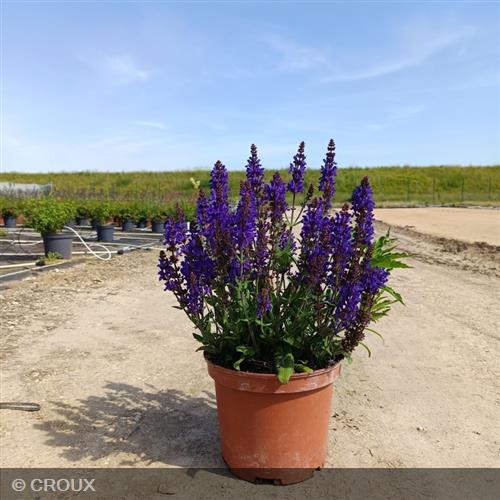 SALVIA nemorosa 'Dark Matter®'