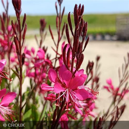 GAURA lindheimeri 'Red Color'