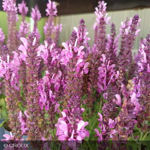 SALVIA nemorosa 'Pink Nebula®'