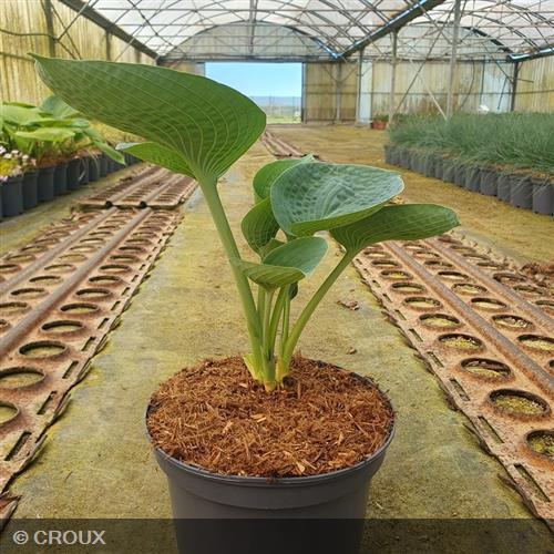 HOSTA 'Big Daddy'