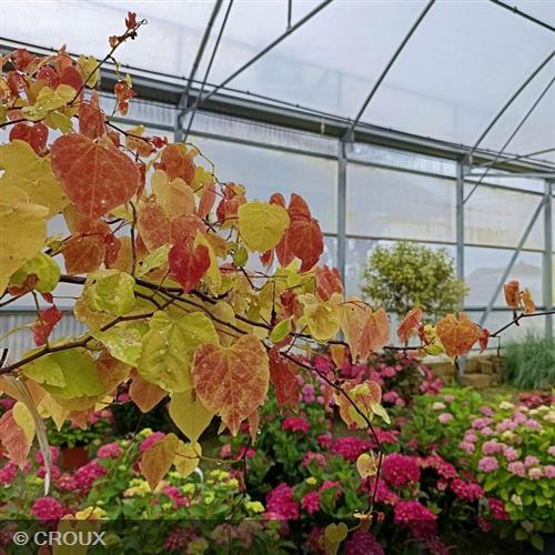 CERCIS canadensis 'Eternal Flame'