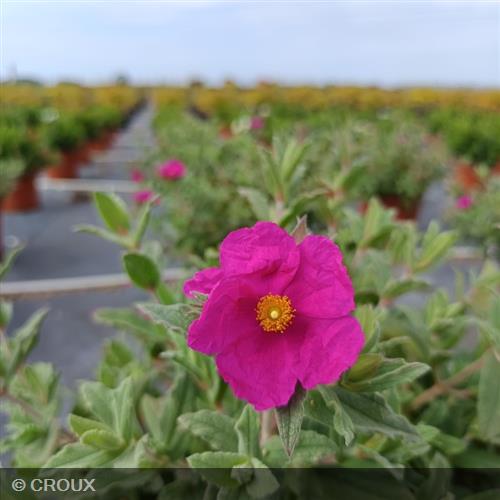 CISTUS pulverulentus 'Sunset'
