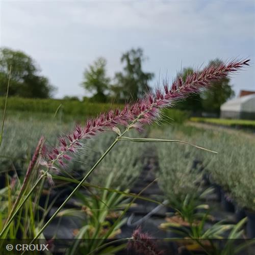 PENNISETUM orientalis 'Flamingo'