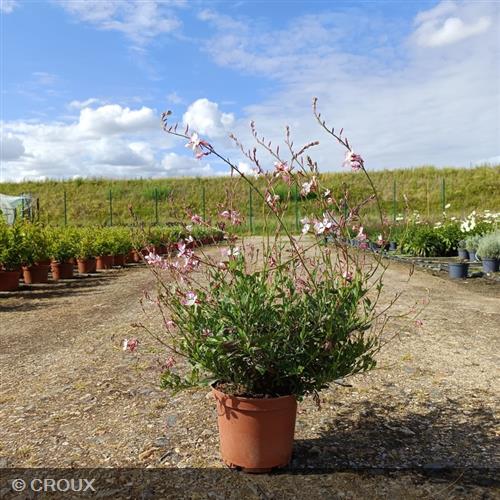 GAURA lindheimeri 'Gambit® Bicolor'