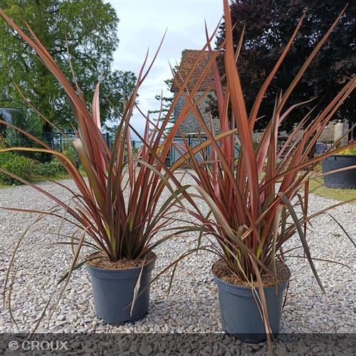 PHORMIUM tenax 'Pink Panther'