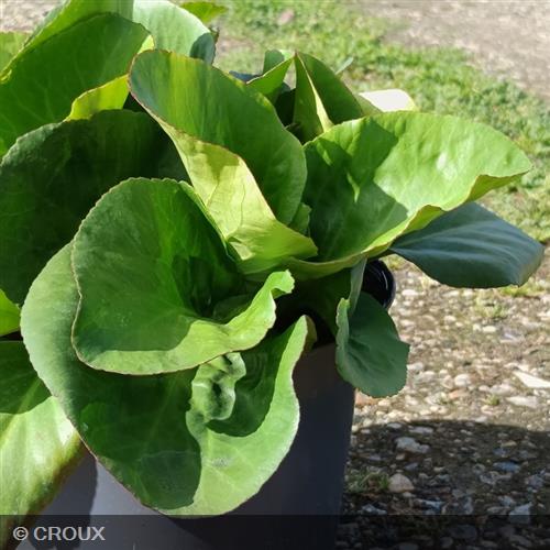 BERGENIA cordifolia