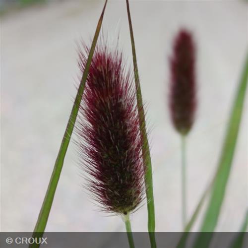 PENNISETUM messiacum 'Red Bunny Tails'