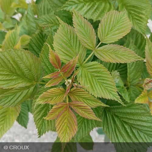 RUBUS idaeus 'Scepter'