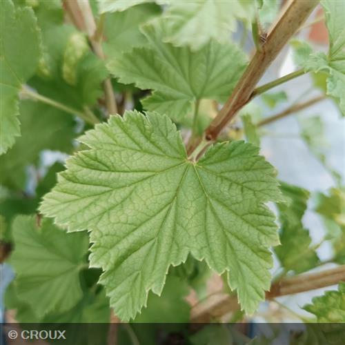 RIBES rubrum 'London Market'