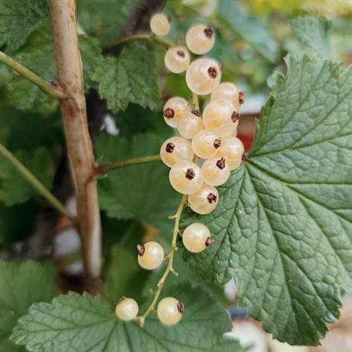 RIBES rubrum 'Versaillaise Blanche'