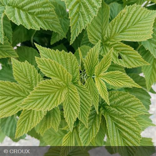 RUBUS idaeus 'Fallgold'