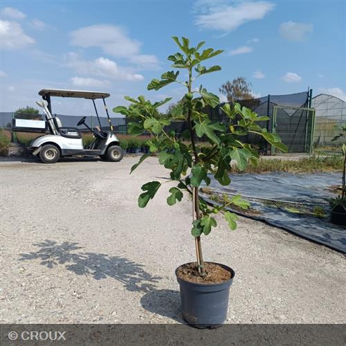 FICUS carica 'Brown Turkey'
