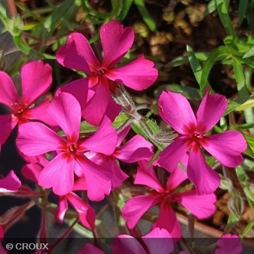 PHLOX subulata 'Scarlet Flame'