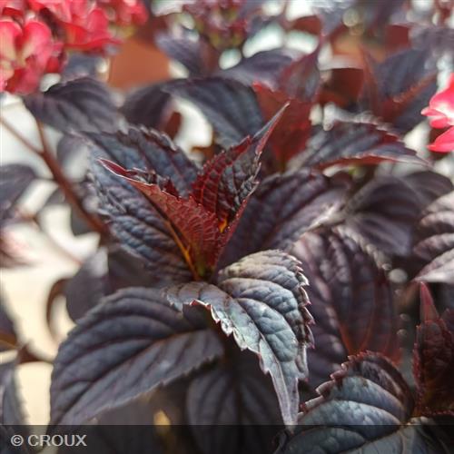 HYDRANGEA macrophylla x serrata 'Black Velvet®'