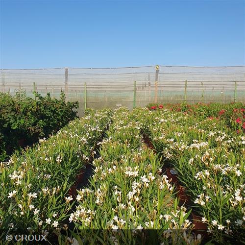 NERIUM oleander 'Evolution® Blanc'