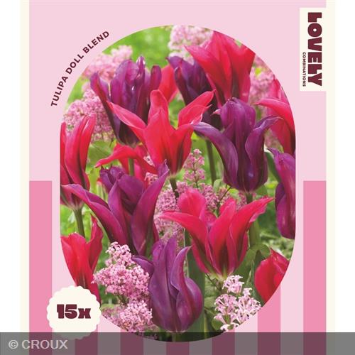 MIX TULIPA DOLL BLEND Doll blend