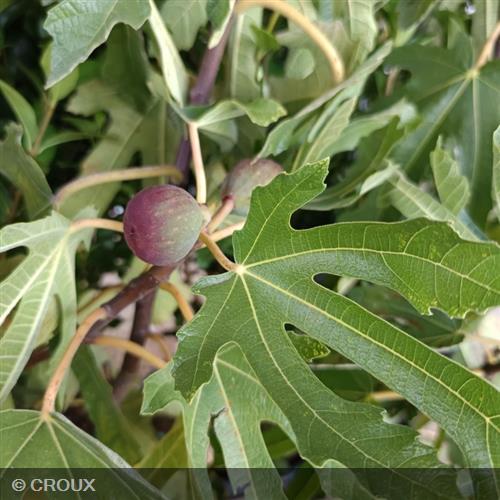 FICUS carica 'Little Miss Figgy®'