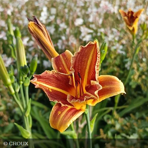 HEMEROCALLIS 'Everydaylily Red Ribs®'