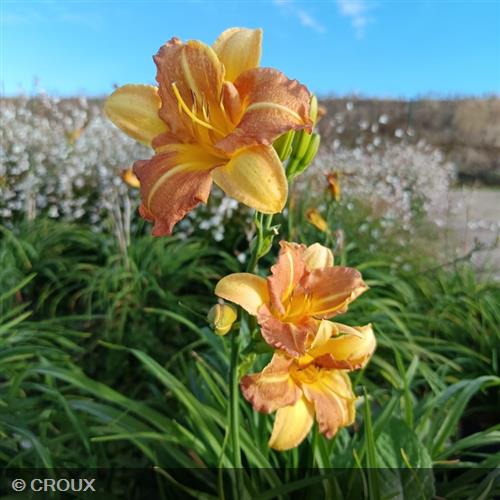 HEMEROCALLIS 'Everydaylily Punch Yellow®'