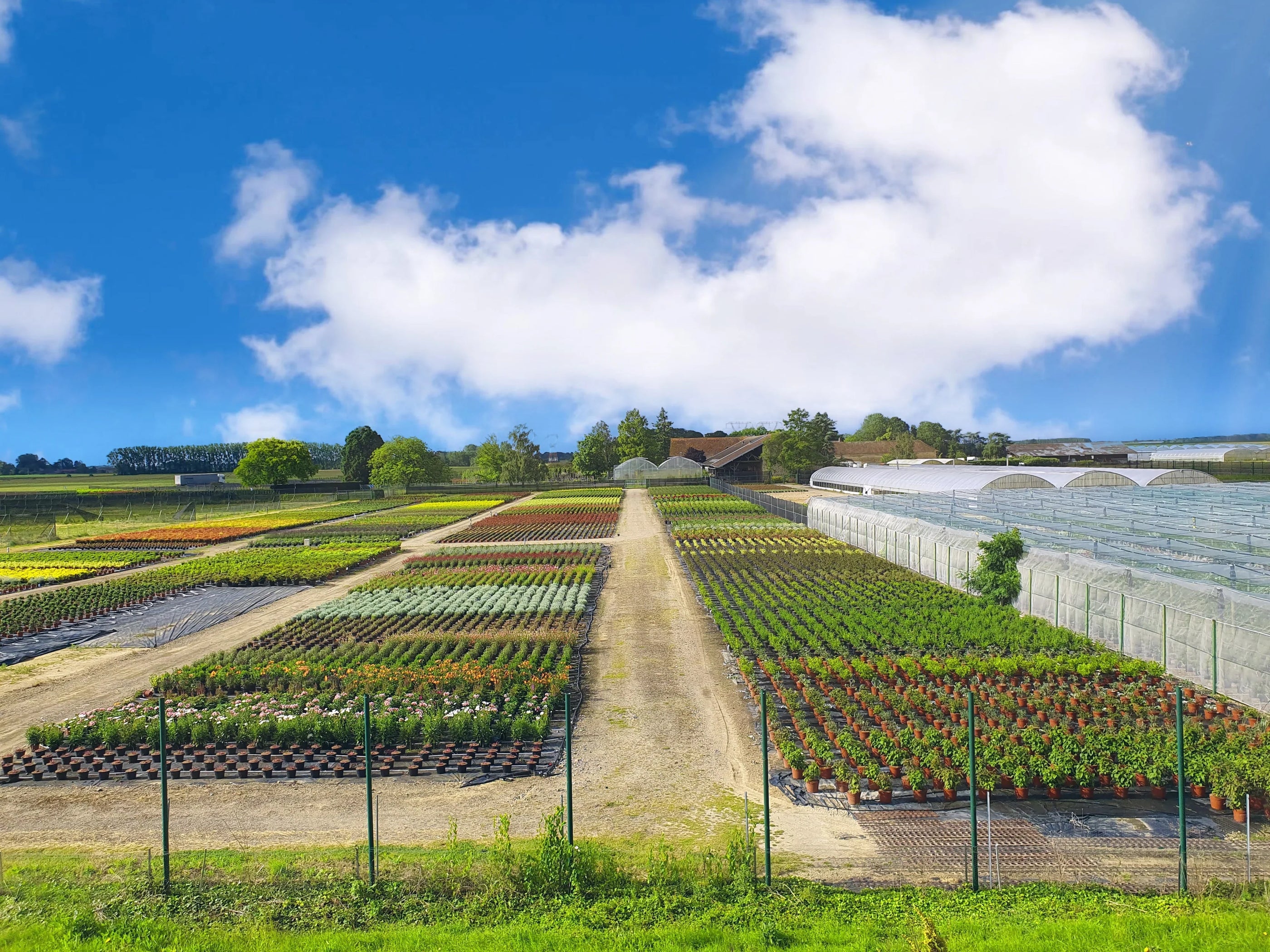 LES PLANTES DU MOMENT