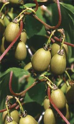 Actinidia arguta 'Bayern' (vrl)