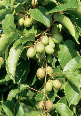 Actinidia arguta 'Geneva' (vrl)