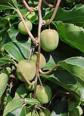 Actinidia arguta 'Issai'