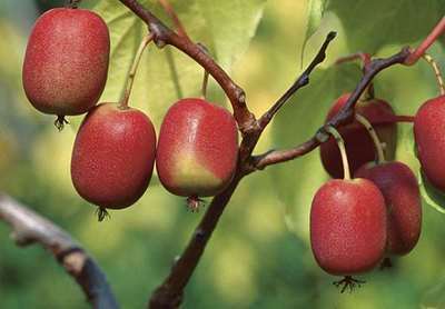 Actinidia arguta 'Ken's Red' (vrl)