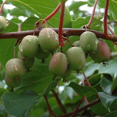 Actinidia arguta 'Weiki' (mnl)
