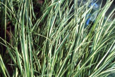 Acorus cal. 'Variegatus'