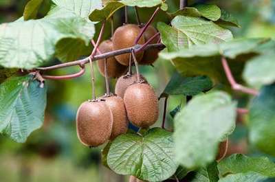 Actinidia deliciosa 'Atlas'
