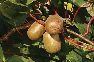Actinidia deliciosa 'Golden Kiwi'®