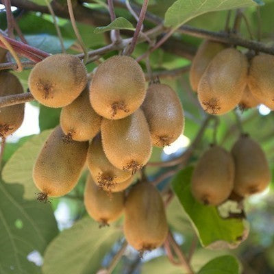 Actinidia deliciosa 'Hayward'