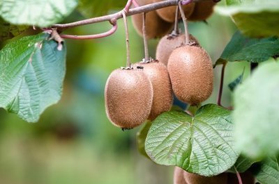 Actinidia deliciosa 'Jenny'